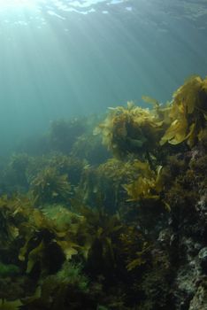 Giant Kelp (Macrocystis pyrifera) underwater with the sun on the surface casting light rays down.