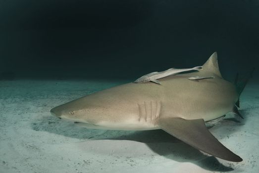 A lemon shark (Negaprion brevirostris) underwater at dusk