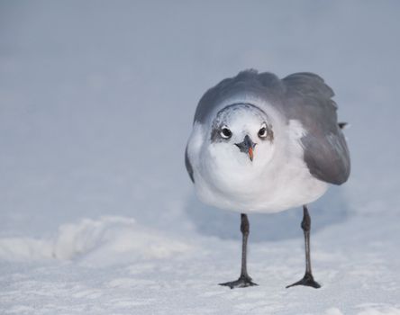 A close-up head-on image of a Laughing Gull (Larus atricilla) standing on snow white beach sand