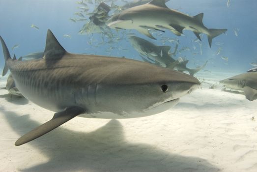 A tiger shark (Galeocerdo curvier) swims by as lemon sharks eat behind her