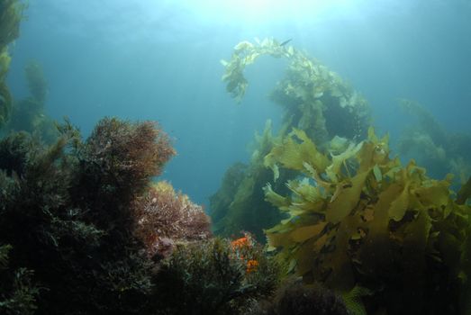 Underwater world below the pacific ocean with kelp, coral and the sun shining down