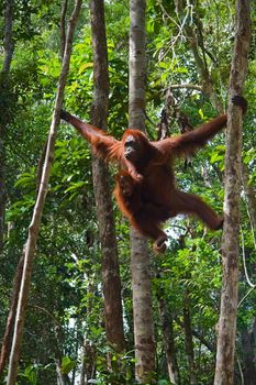 Female of the orangutan with a cub. /  In wild wood of Borneo the female with a cub makes the way on trees.