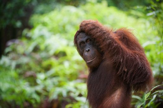 Has reflected. The orangutan, leaving, has looked back and has reflected, having scratched a head.