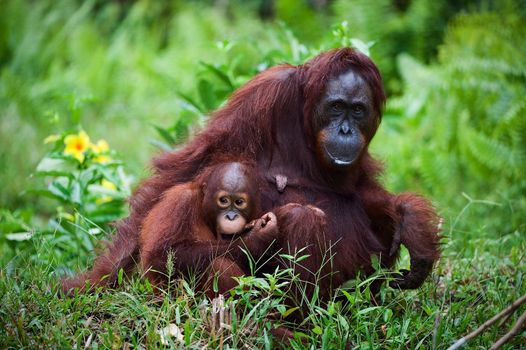 Female the orangutan with the kid on a grass./ Indonesia.Borneo.