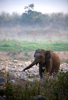 Morning elephant. / Early in the morning in a fog the elephant comes back from a watering place.
