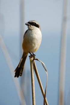 Great Grey Shrike. / The bird sits on blade small stalks on a light background.