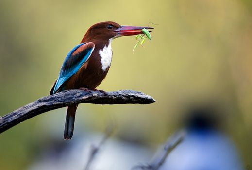 Kingfisher with grasshoper. / On a green background the halcyon sits on a branch and holds a grasshopper in a beak