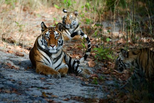 India Three Bengal Tigers on a wood glade 