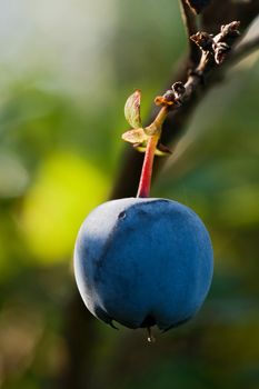 Blueberry close up with softly dim background