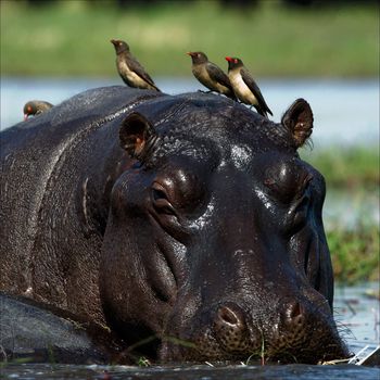 Passengers. The hippopotamus sits in a bog and on his back birds were attached.