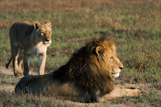 Lion and lioness. A lying lion and approaching to him on a background a lioness.