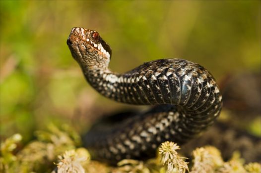 The viper lies on green to a moss and has threateningly lifted a head.