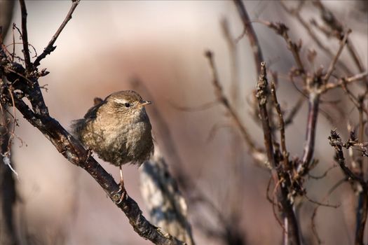 The wren sits on a branch and with watchfulness looks.