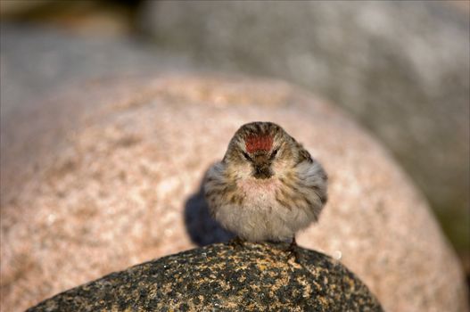 The wren sits on a stone and was puffed up as a ball.