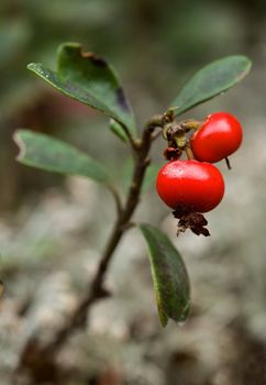 Two berries a bearberry and some leaves against a gray moss.