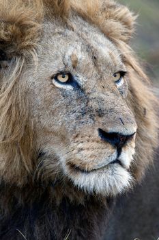 Portrait of an adult lion. Zambia. Africa.