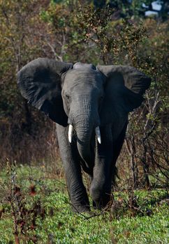 The annoyed elephant, looking blank, runs directly on us.