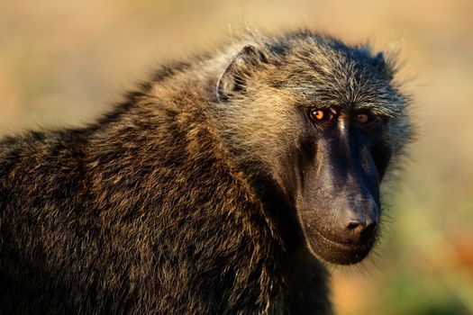 Portrait of a baboon. /  In beams of a rising sun the baboon has turned back.