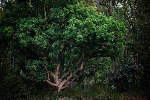 Mystic tree. / Mysterious tree in twilight of evening wood.