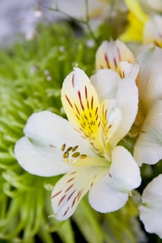 Flower yellowish-white lilies on a background of green chrysanthemum
