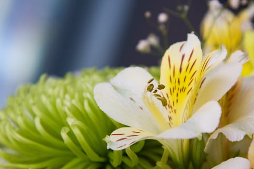 Flower yellowish-white lilies on a background of green chrysanthemum