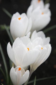 White crocuses large (small depth of field)