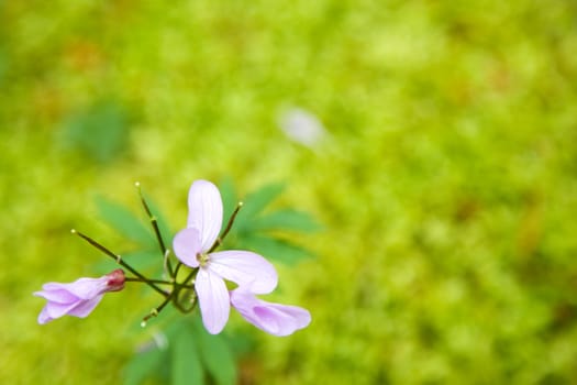 Pink flower on a background of moss (shallow depth-of-field)