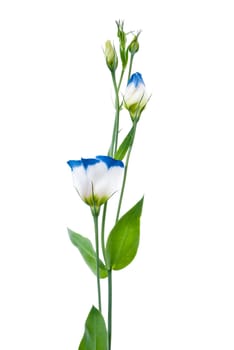 Beautiful blue flower isolated on white.