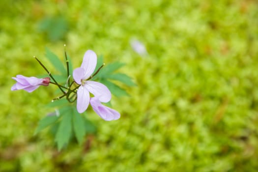 Pink flower on a background of moss (shallow depth-of-field)