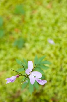 Pink flower on a background of moss (shallow depth-of-field)