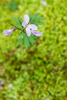 In the left corner of the frame verhnum pink flower on a background of moss (shallow depth-of-field)