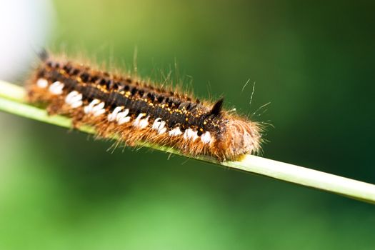 Macro view of hairy caterpillar on a stalk