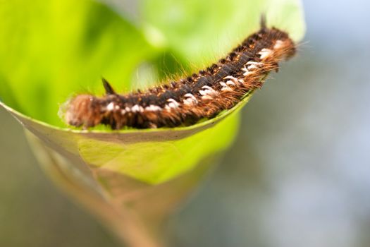 Macro view of hairy caterpillar on a green leaf