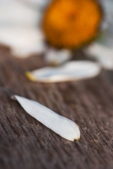 Chamomile`s petal on a wood floor plucked off and chamomile at the background.