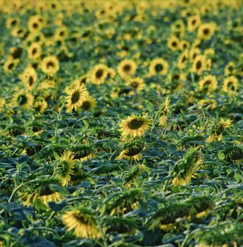 a summer field of sunflowers
