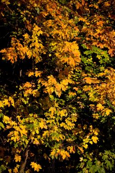 maple yellow leaves in autumn forest
