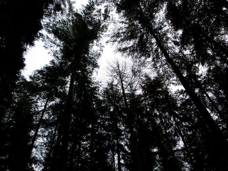 Forest park tall trees background