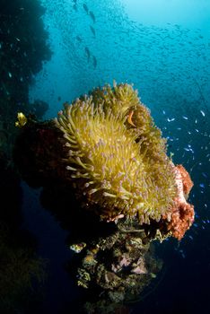 A coral encrustation with anemone, fish swarming and the sun breaking through the surface of the ocean.