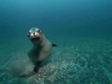 A curious California Sea Lion (Zalophus californianus) looks at the camera while swimming underwater