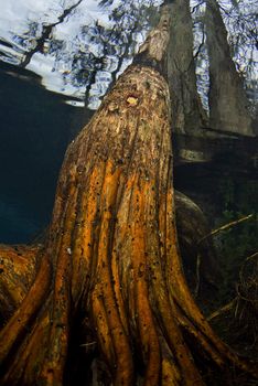 Underwater fish eye view of the roots of a tree growing up from the floor of a flooded pond