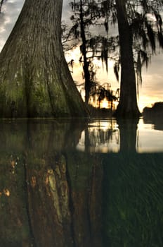 Over Under view of a tree growing in a flooded pond with the sun setting in the background