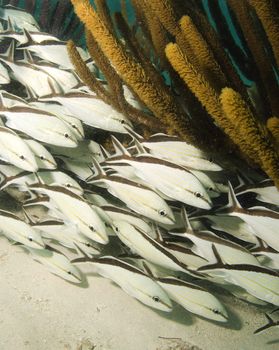 A school of Cottonwick Grunts (Haemulon melanirum) sheltering by soft coral