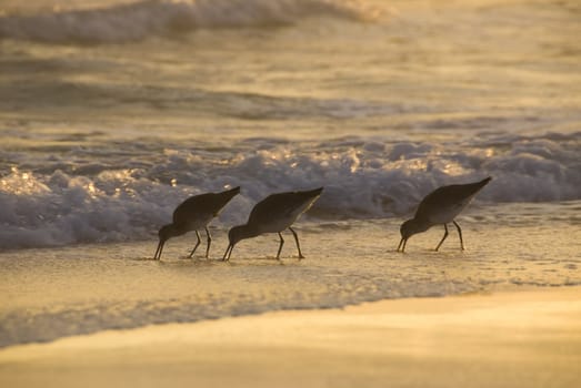 Three shorebirds forage for food in the surf under the golden sunset light