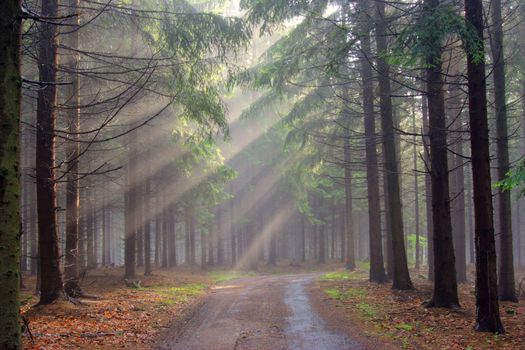 Image of the conifer forest in the early morning - a film of mist