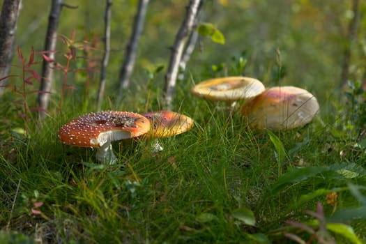 Red fly-agarics - Amanita muscaria, on the green ripe grass