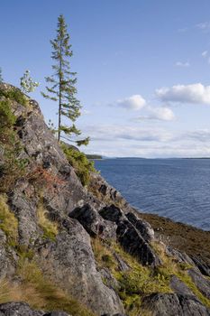 Lonely green northern fir on the slope mountain