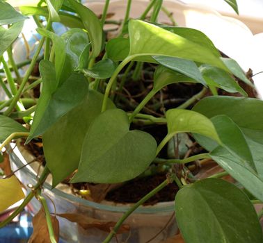 A green house plant in a bowl 
