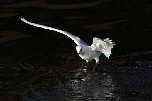 Shot of the flying gull - laughing gull