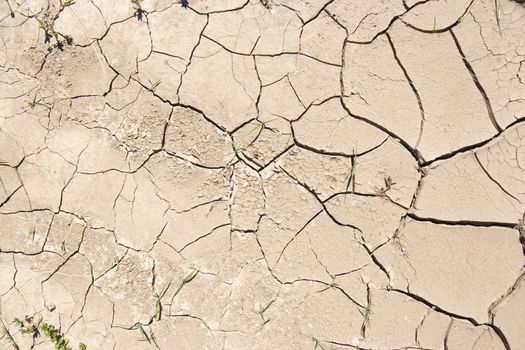 Detail of the parched earth