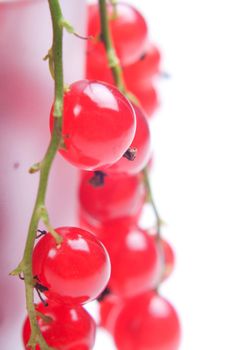 Shot of fresh red currant, healthy eating
